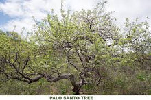 Load image into Gallery viewer, Palo Santo/Holy Wood