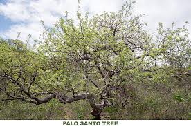 Palo Santo/Holy Wood
